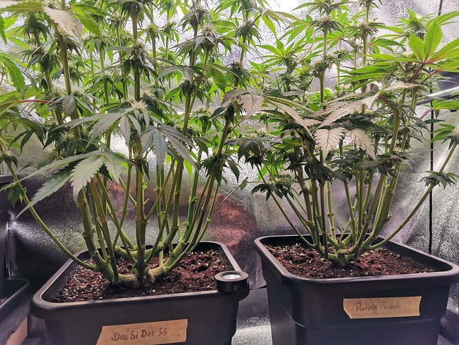 Mix grow BT26 (5)