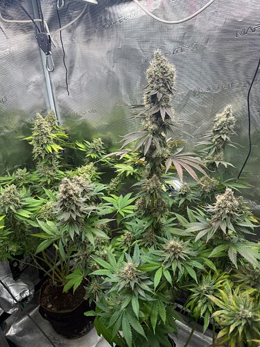 Growreport Bild 4