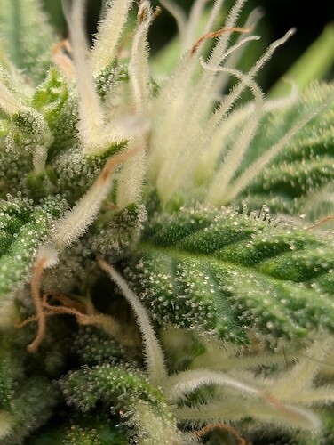 Growreport Bild 8