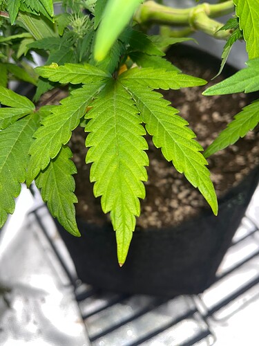 Growreport Bild 1