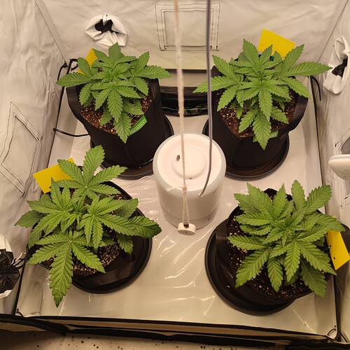 Growreport Bild 4
