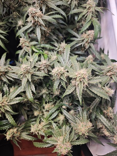 MVIMG_20251114_155704