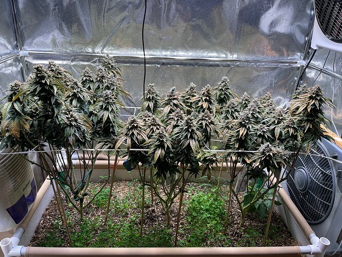 Growreport Bild 1