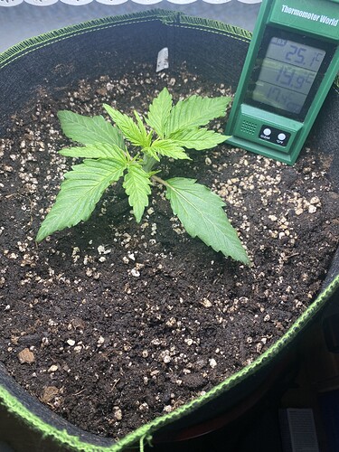 Growreport Bild 1