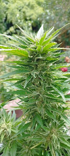 Growreport Bild 3