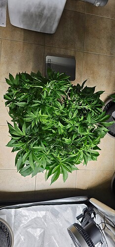 Growreport Bild 6