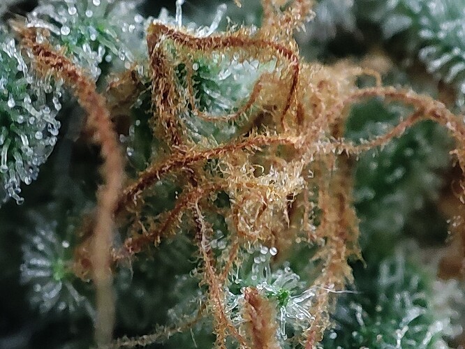 Growreport Bild 9
