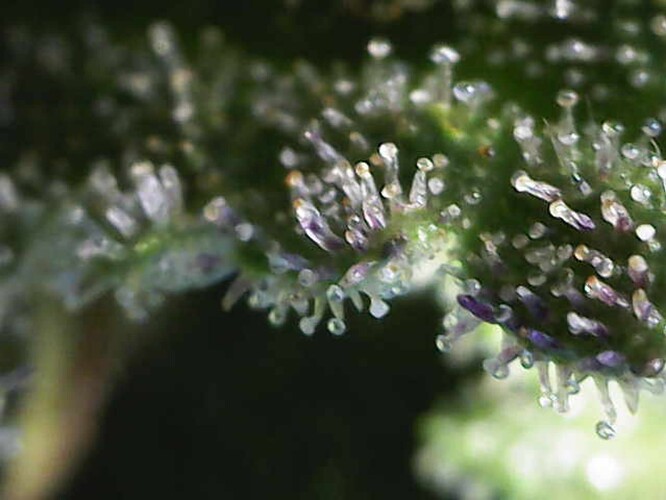 Growreport Bild 3