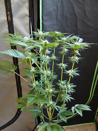 Growreport Bild 24