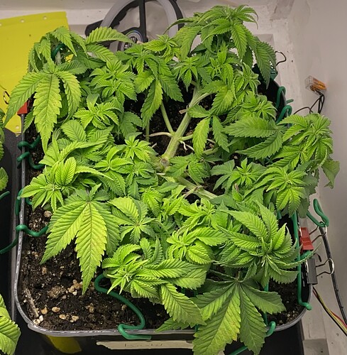 Growreport Bild 16