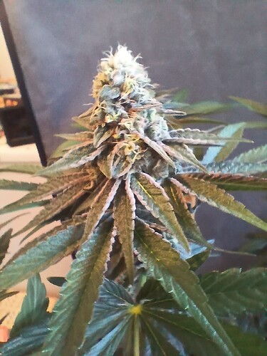 Growreport Bild 9
