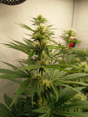 Growreport Bild 8