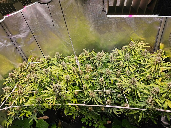 Growreport Bild 6
