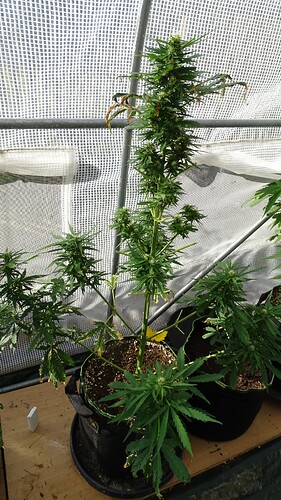 Growreport Bild 6