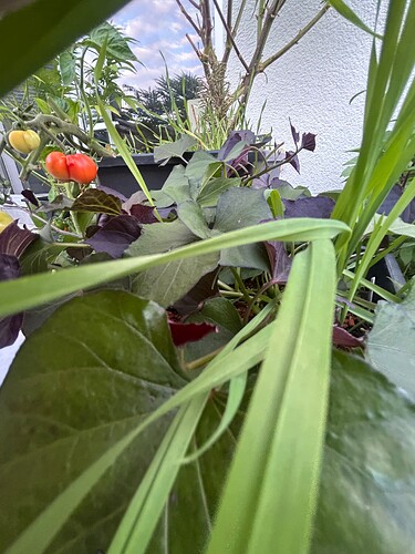 Growreport Bild 13