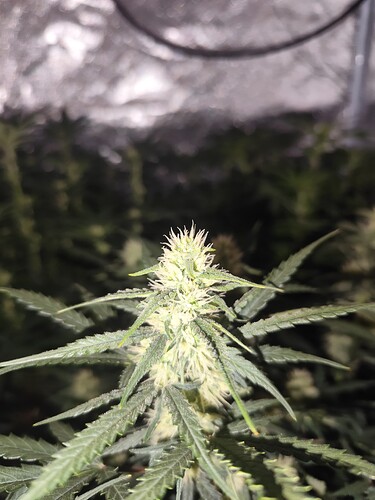 Growreport Bild 15