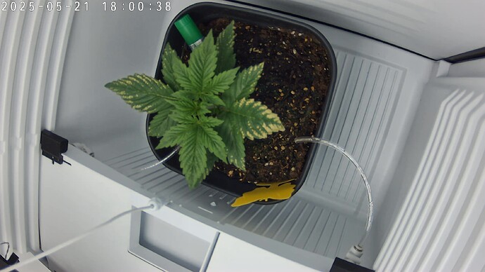 7CF17E62EEF6_20250521180039753_cam0