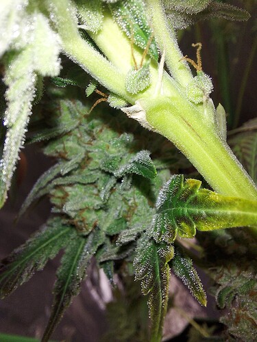 Growreport Bild 13
