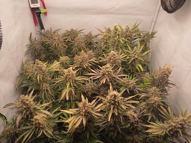 Growreport Bild 8