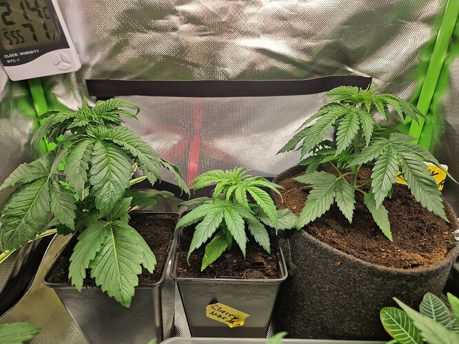 Growreport Bild 9