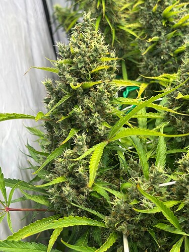 Growreport Bild 8