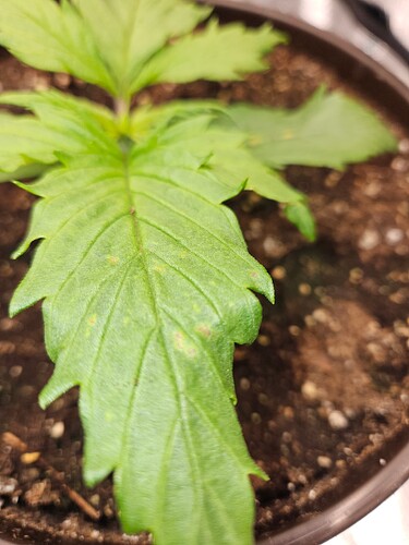 Growreport Bild 13