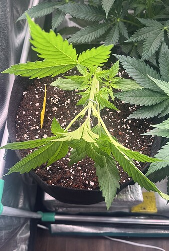 Growreport Bild 16