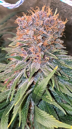 Growreport Bild 2