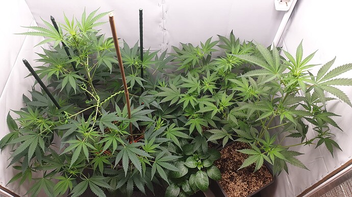 Growreport Bild 1