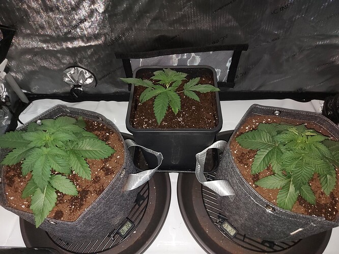 Growreport Bild 1