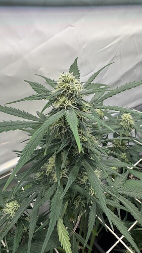 Growreport Bild 24