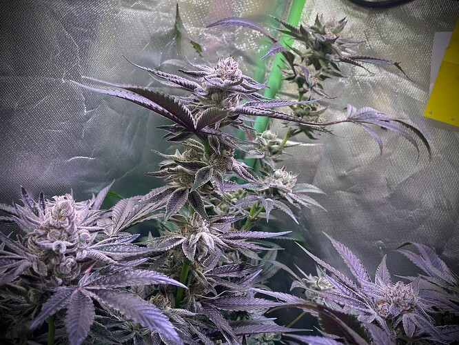 Growreport Bild 10