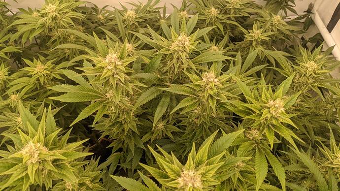 Growreport Bild 5