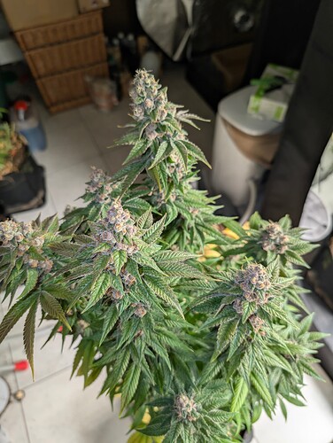 Growreport Bild 2