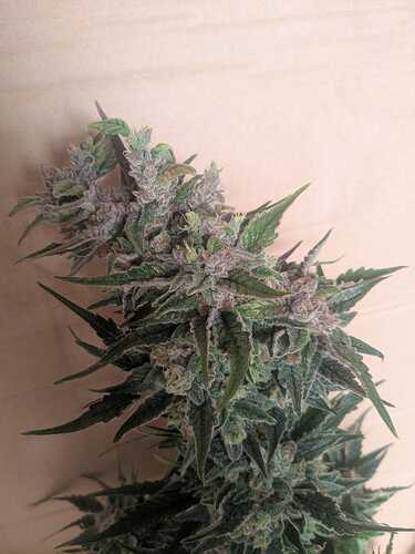Growreport Bild 2
