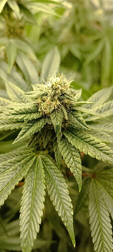 Growreport Bild 3