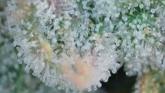 Growreport Bild 28