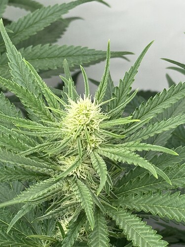 Growreport Bild 4
