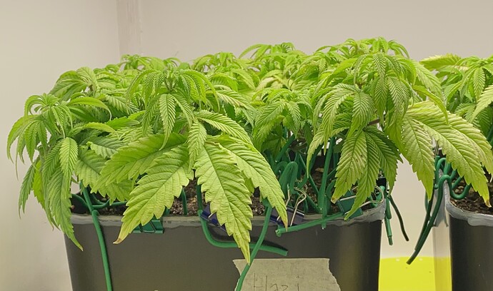Growreport Bild 9