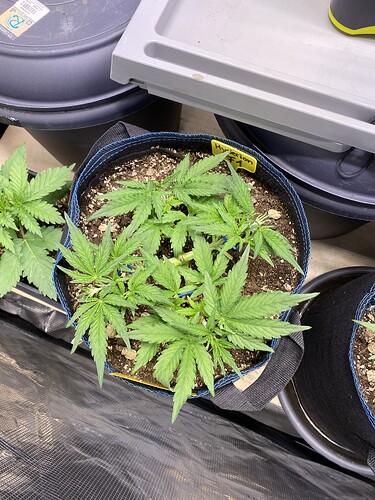 Growreport Bild 62