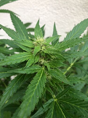 WhatsApp Image 2024-08-03 at 20.44.24