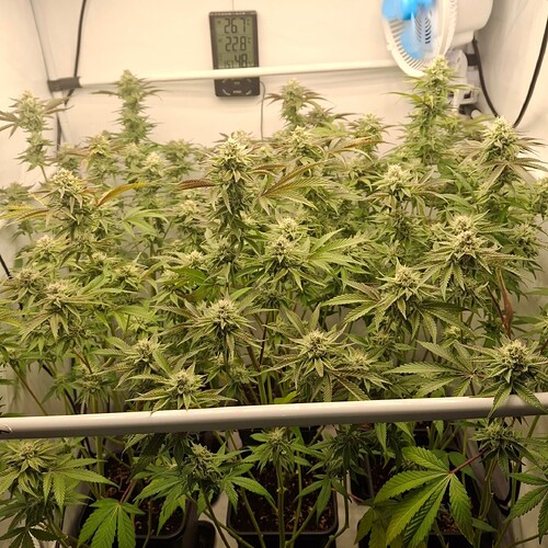 Growreport Bild 7