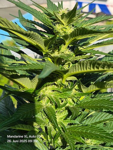 Mandarine XL Auto (Ganja Farmer) (Top)