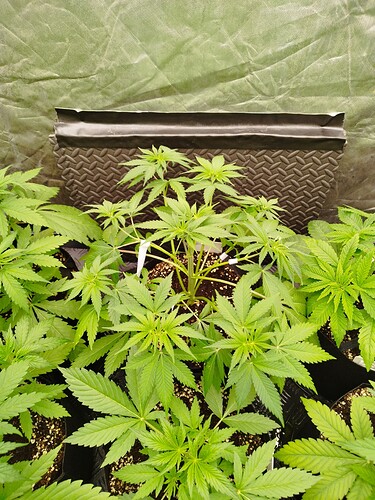 Eine junge Cannabispflanze in der Wachstumsphase, umgeben von anderen Pflanzen, in einem Zelt.