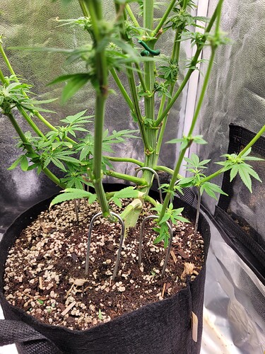 Growreport Bild 3
