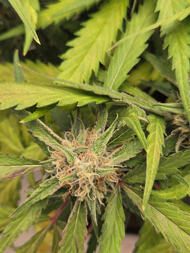 Nahaufnahme eines Cannabis-Buds in der Blütephase mit sichtbaren Trichomen und Stigmen, umgeben von gezackten Blättern.