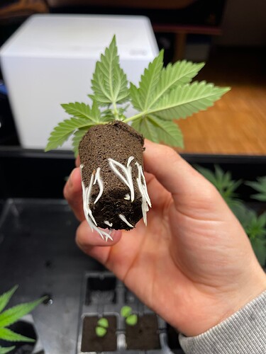 Growreport Bild 15
