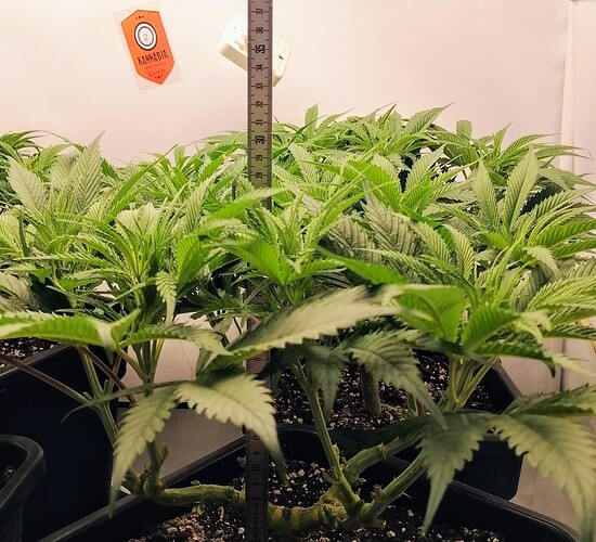Growreport Bild 7
