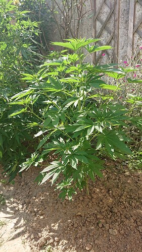 Growreport Bild 85