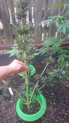 Growreport Bild 20